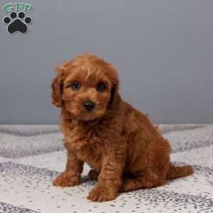 Oliver, Cavapoo Puppy